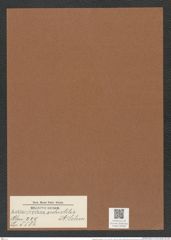 Actinoptychus seductilis A. schm. (de-Toni-Nr.: Genus 227, Species 5586) Zeichnungen Sammlung Grunow Mappe 05338 (Herbarium_W_Grunow_drawings_Folder_05338)